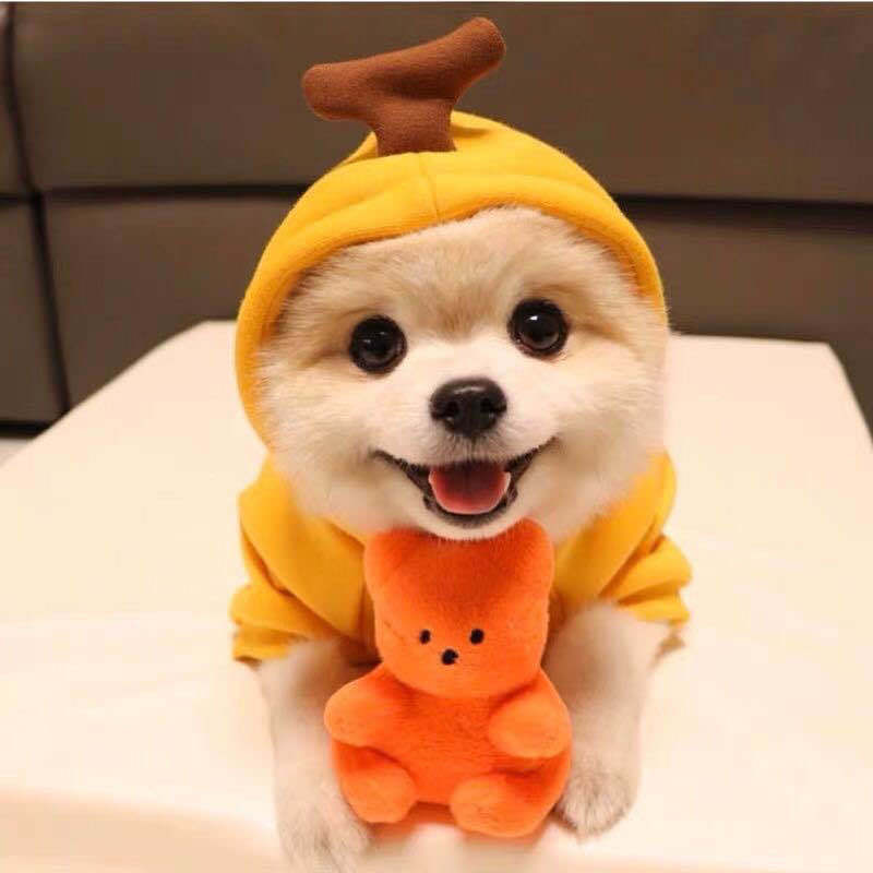 Cute Fruit Dog Clothes Outfit